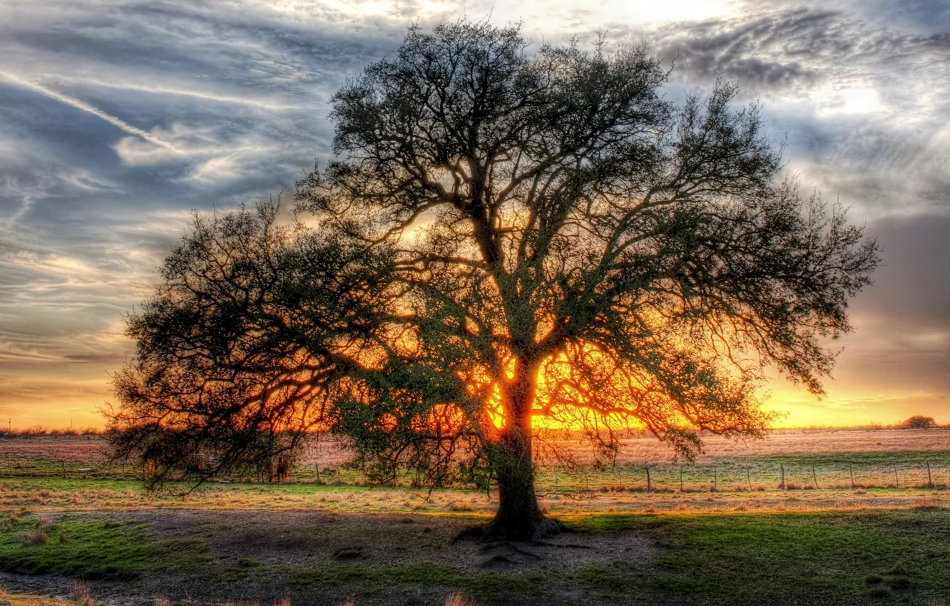 Фото обои дерево, солнца, просвет, ветвистое