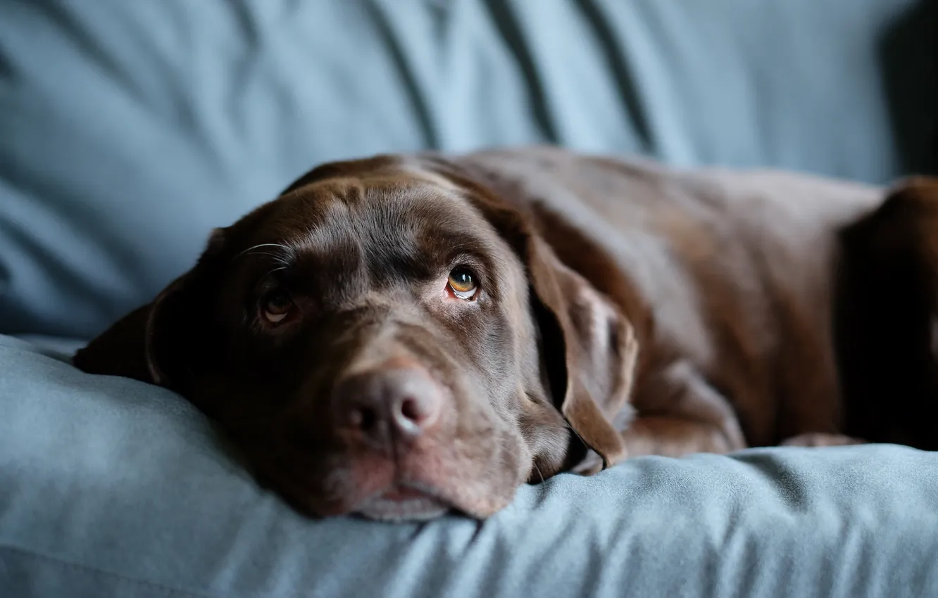 Фото обои sofa, Always Watching, Labrador Retriever