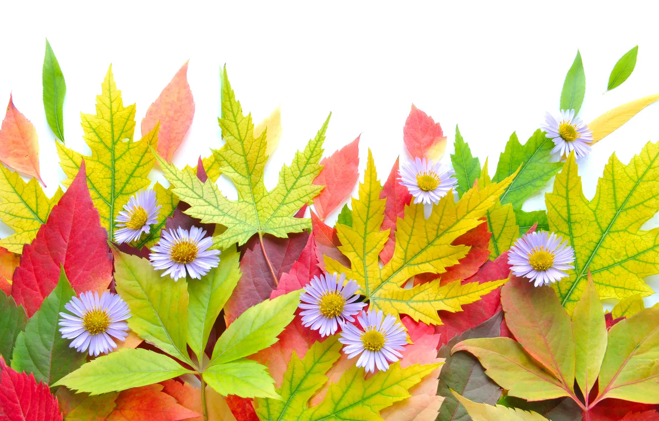Фото обои осень, листья, цветы