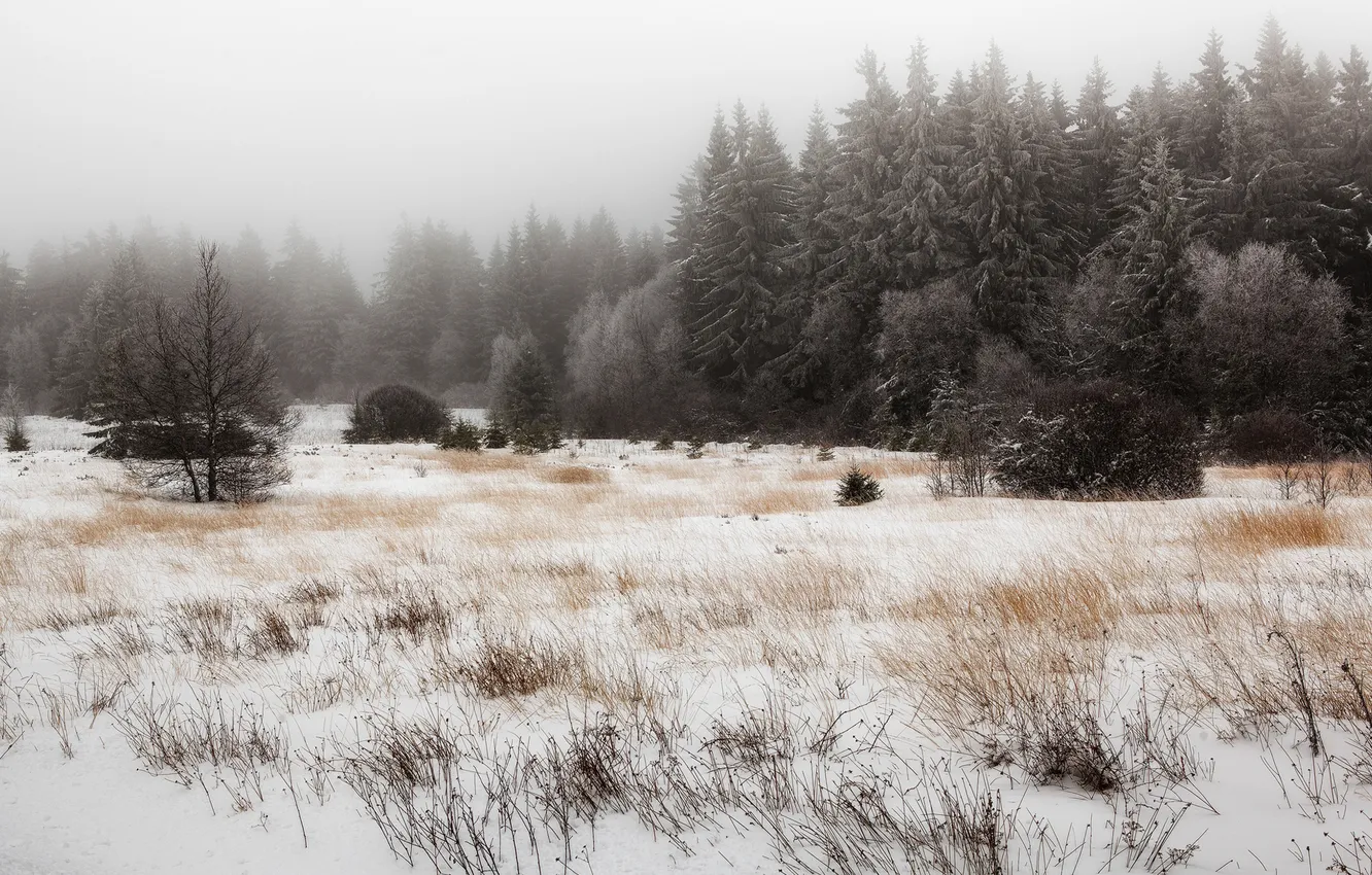 Фото обои зима, трава, снег, деревья, сухая