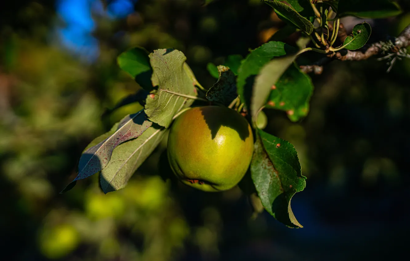 Фото обои листья, яблоко, ветка, зеленое, на ветке, висит, плод