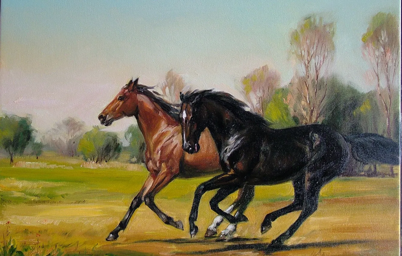 Фото обои животные, лошади, луг, бег, пара, Laszlo Gulyas, Ласло Гулис