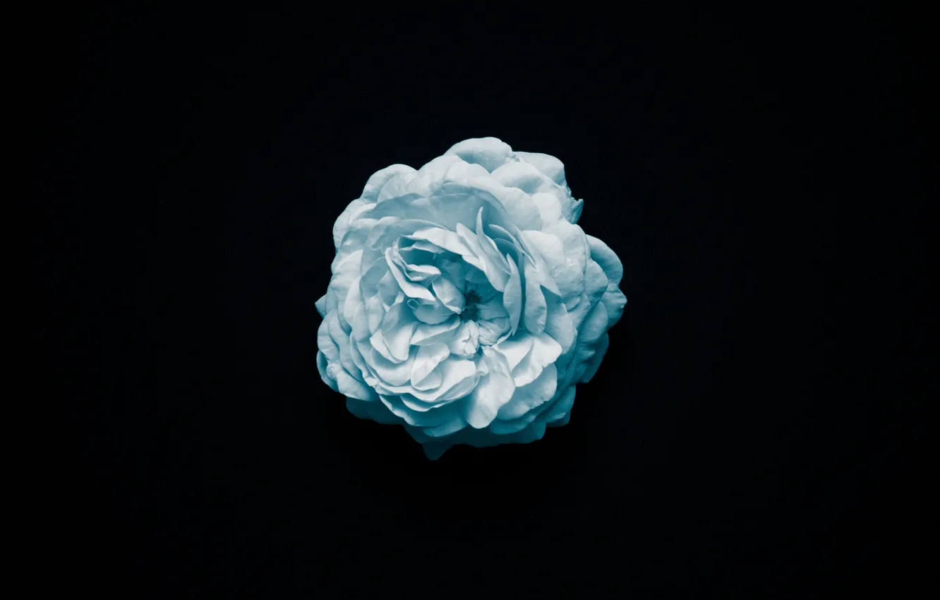 Фото обои цветок, макро, роза, черный фон, голубая