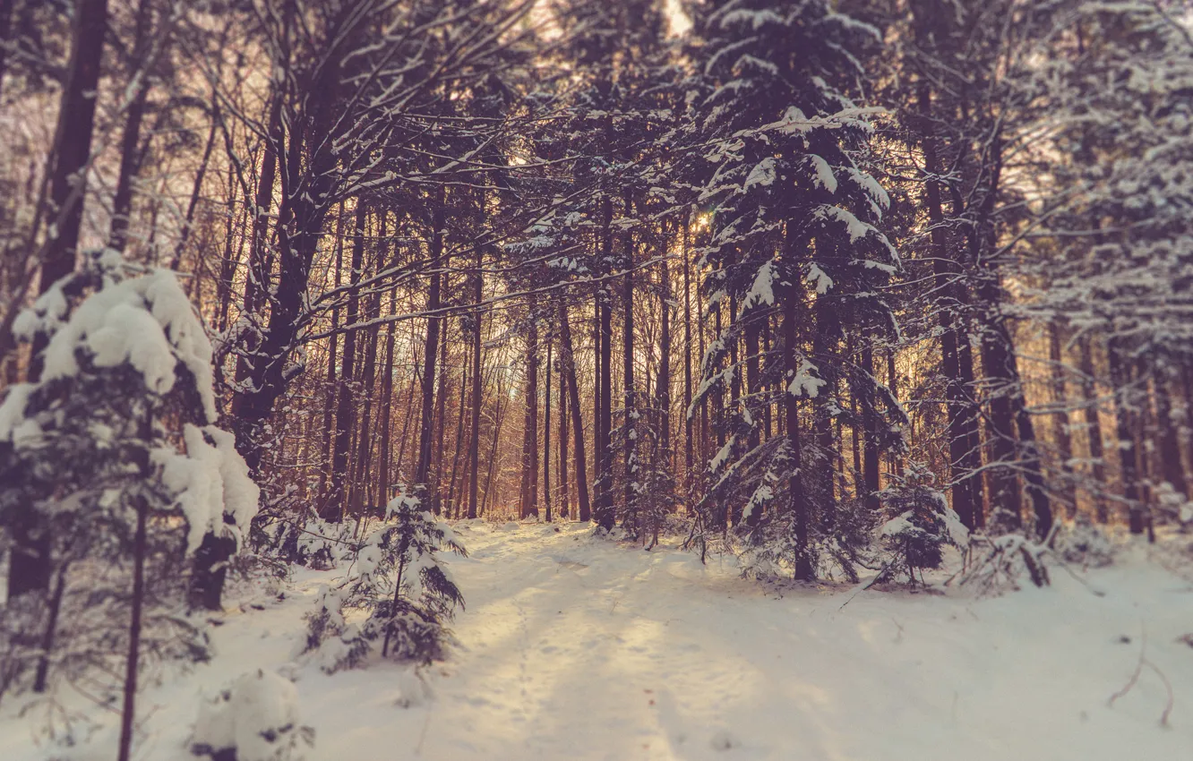 Фото обои forest, trees, winter, snow, sunlight, woodland