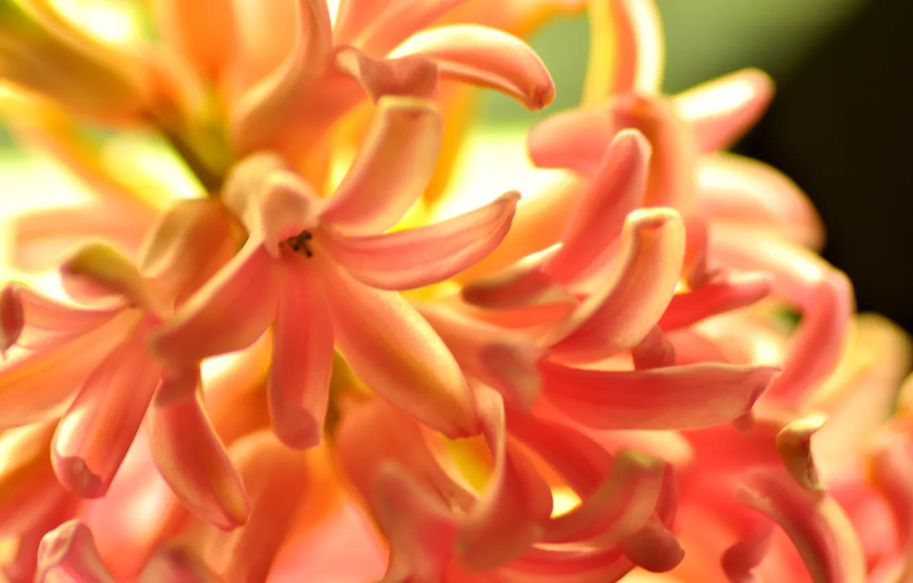 Фото обои цветок, оранжевый, природа, гиацинт