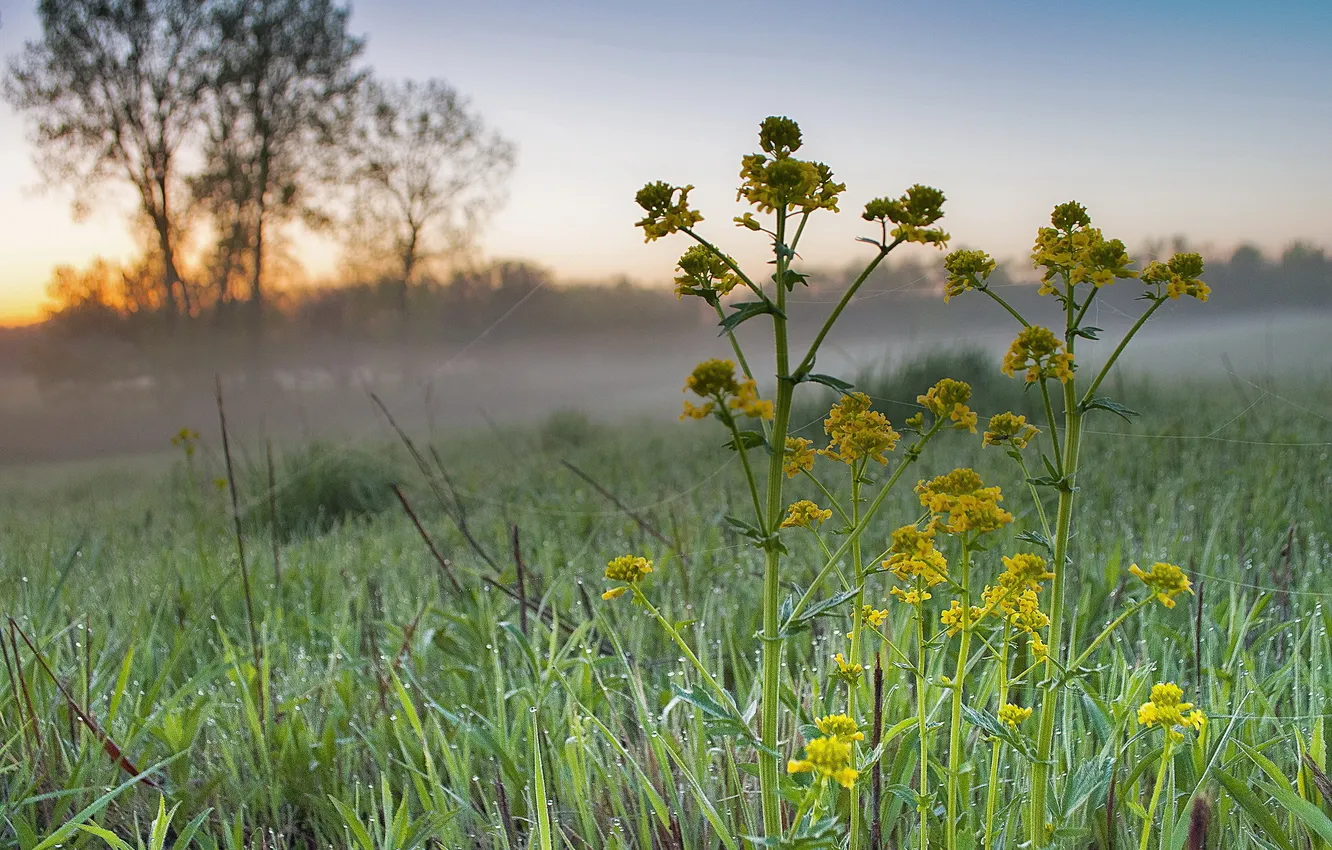 Фото обои трава, цветы, туман, роса, рассвет, утро, паутинка