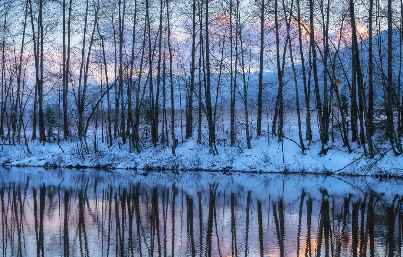 Фото обои Light, Winter, Bare Trees Reflections