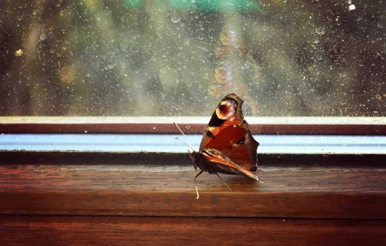 Фото обои brown, butterfly, animal