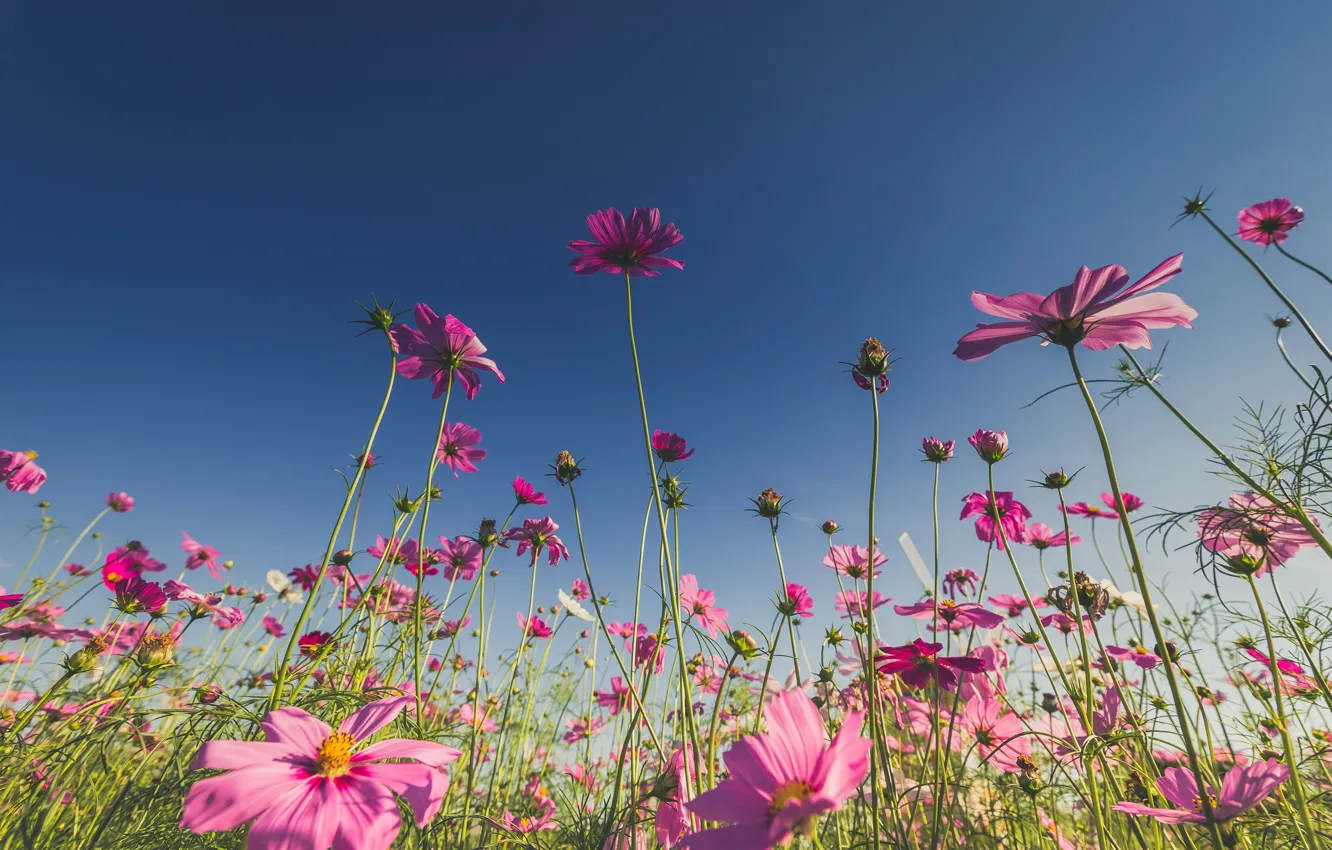 Фото обои поле, лето, солнце, цветы, summer, розовые, field, pink