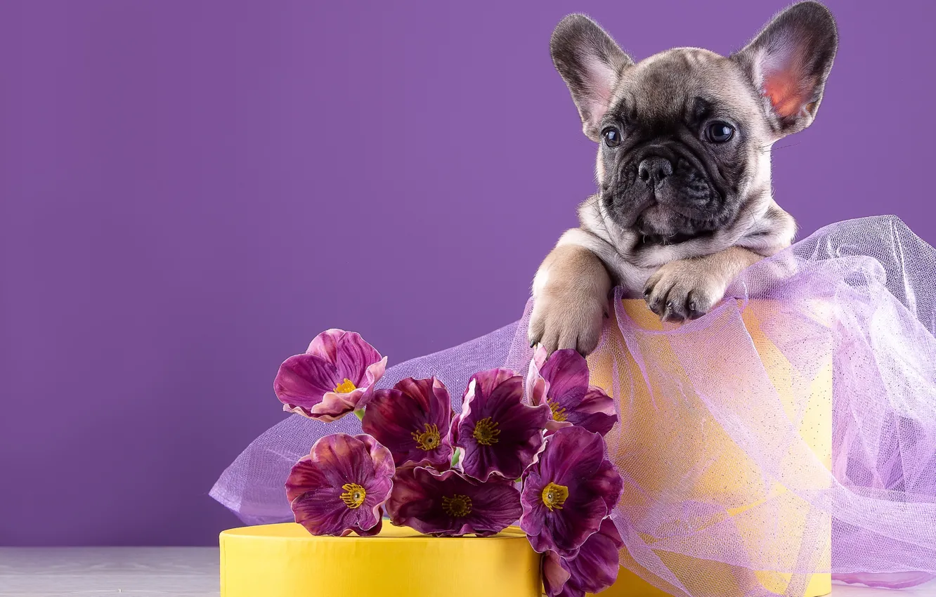 Фото обои цветы, щенок, французский бульдог