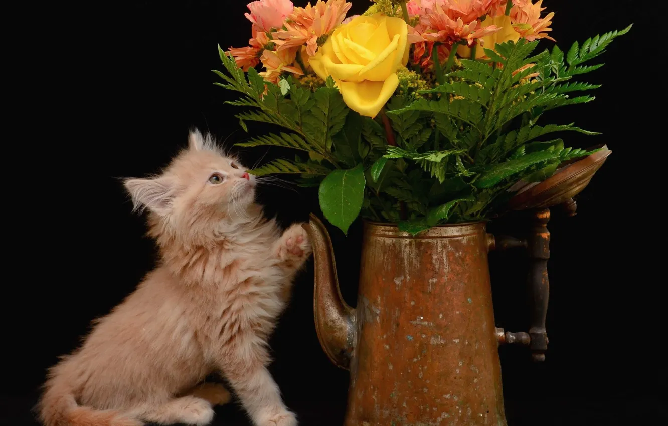 Фото обои кот, цветы, букет, котёнок