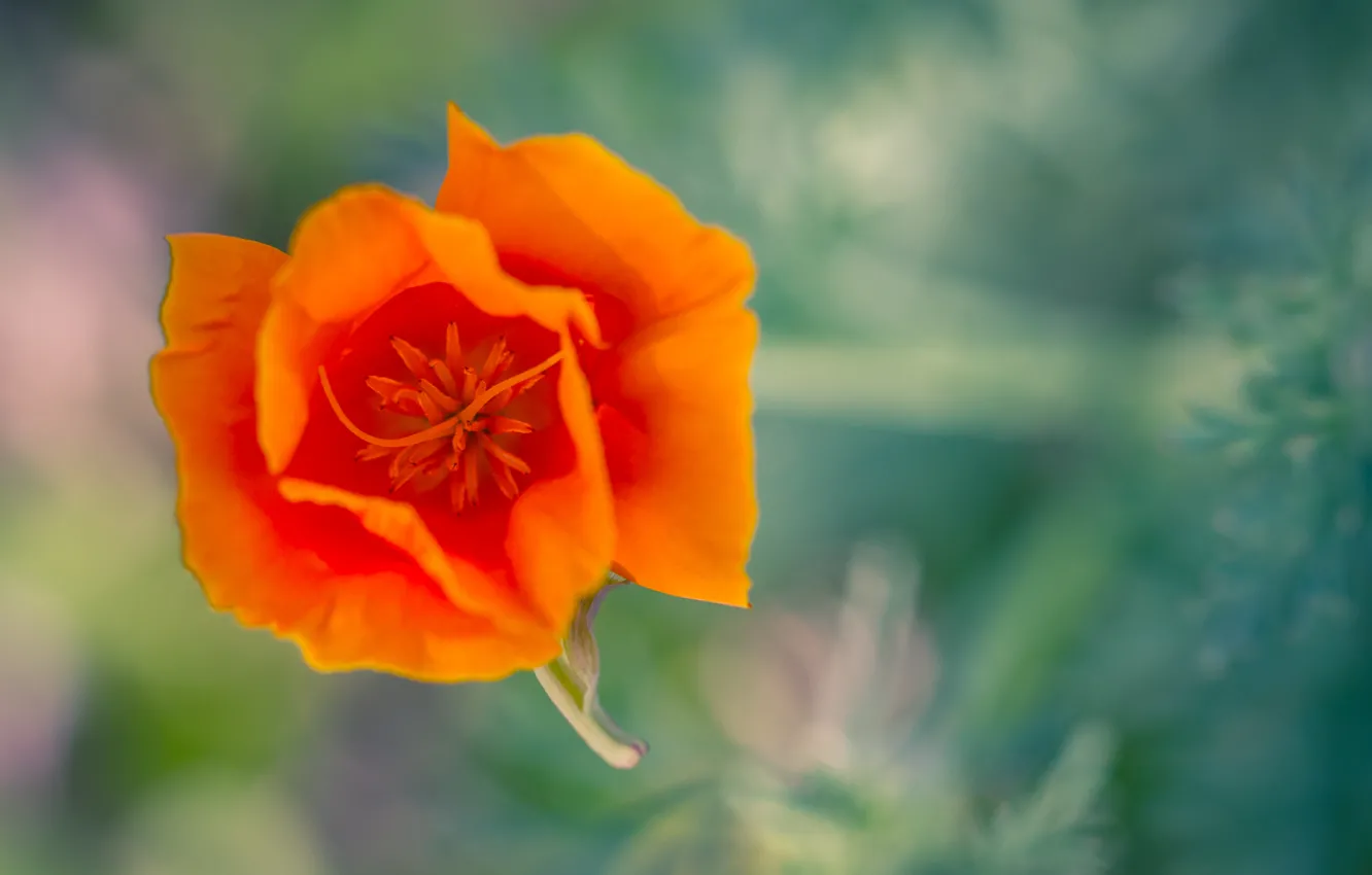 Фото обои цветок, макро, оранжевый, калифорнийский мак, эшштольция
