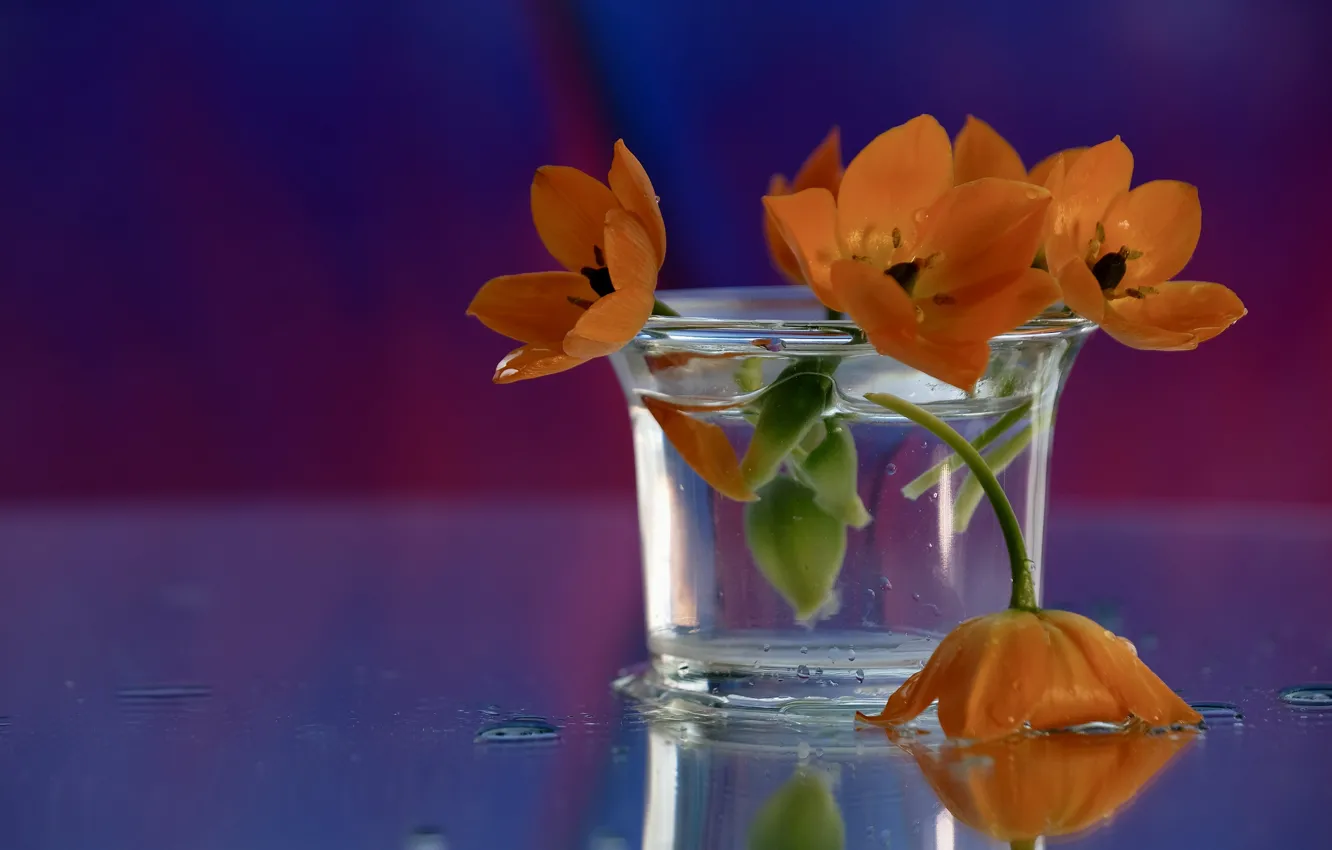 Фото обои вода, капли, цветы, стакан