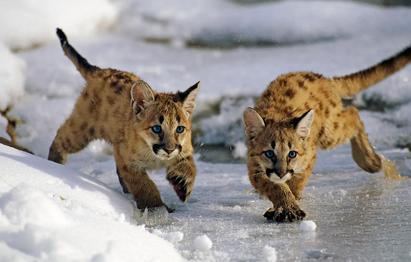 Фото обои лед, зима, снег, кошки, Юта, США, Uinta National Forest, горные львята