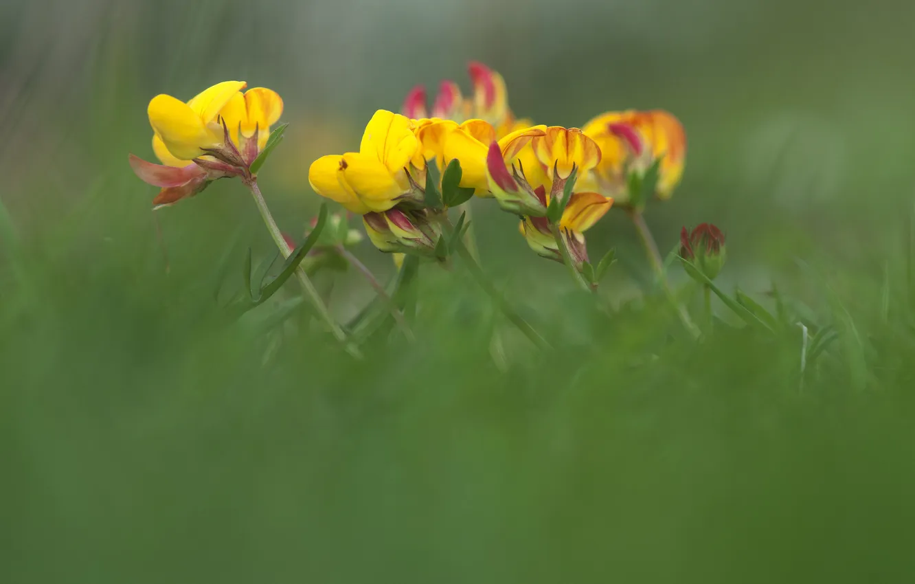Фото обои трава, макро, цветы, желтые