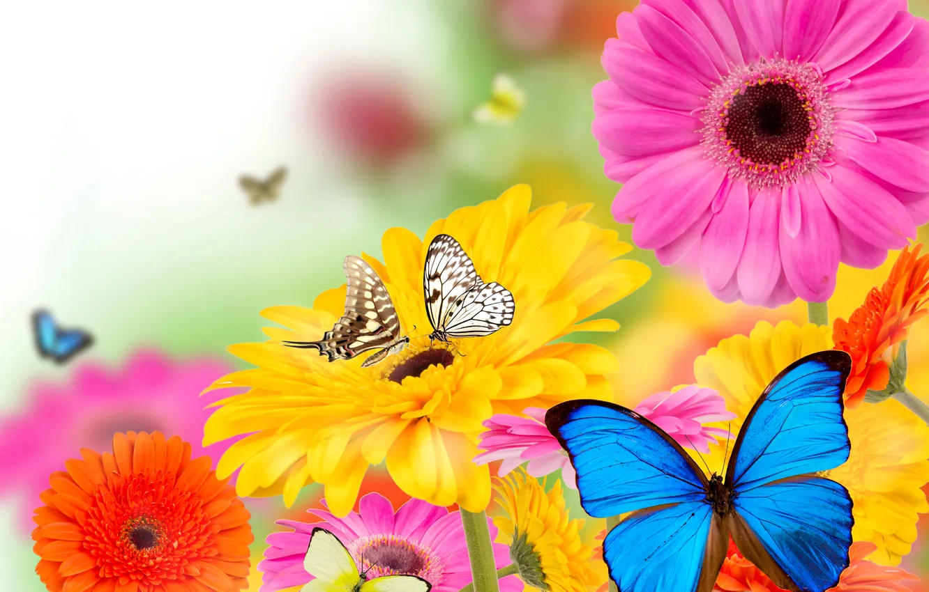 Фото обои цветы, коллаж, бабочка, лепестки, мотыдек