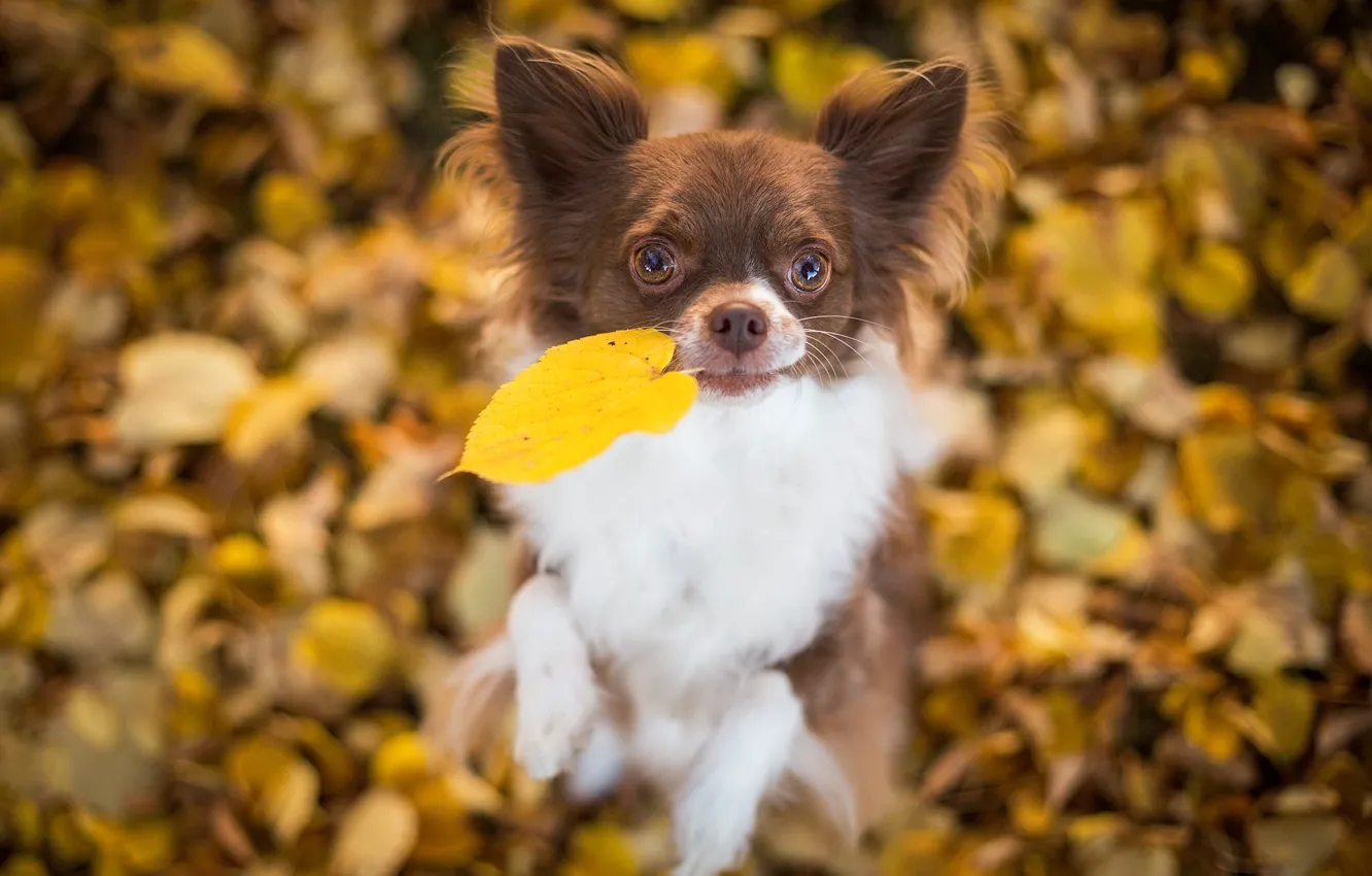 Фото обои листья, настроение, собака, листик, чихуахуа, боке, пёсик