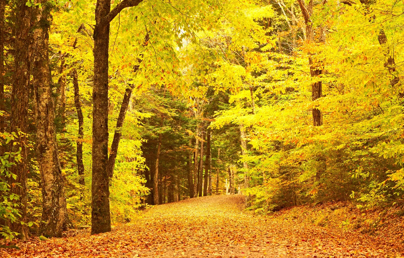Фото обои дорога, осень, лес, листья, деревья, парк, forest, road