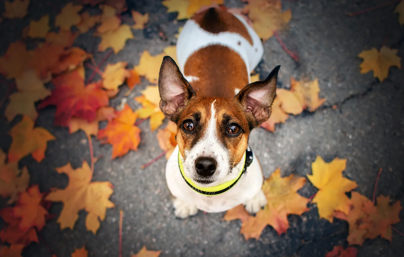 Фото обои осень, взгляд, собака, мордашка, опавшие листья, Джек-рассел-терьер, Екатерина Кикоть