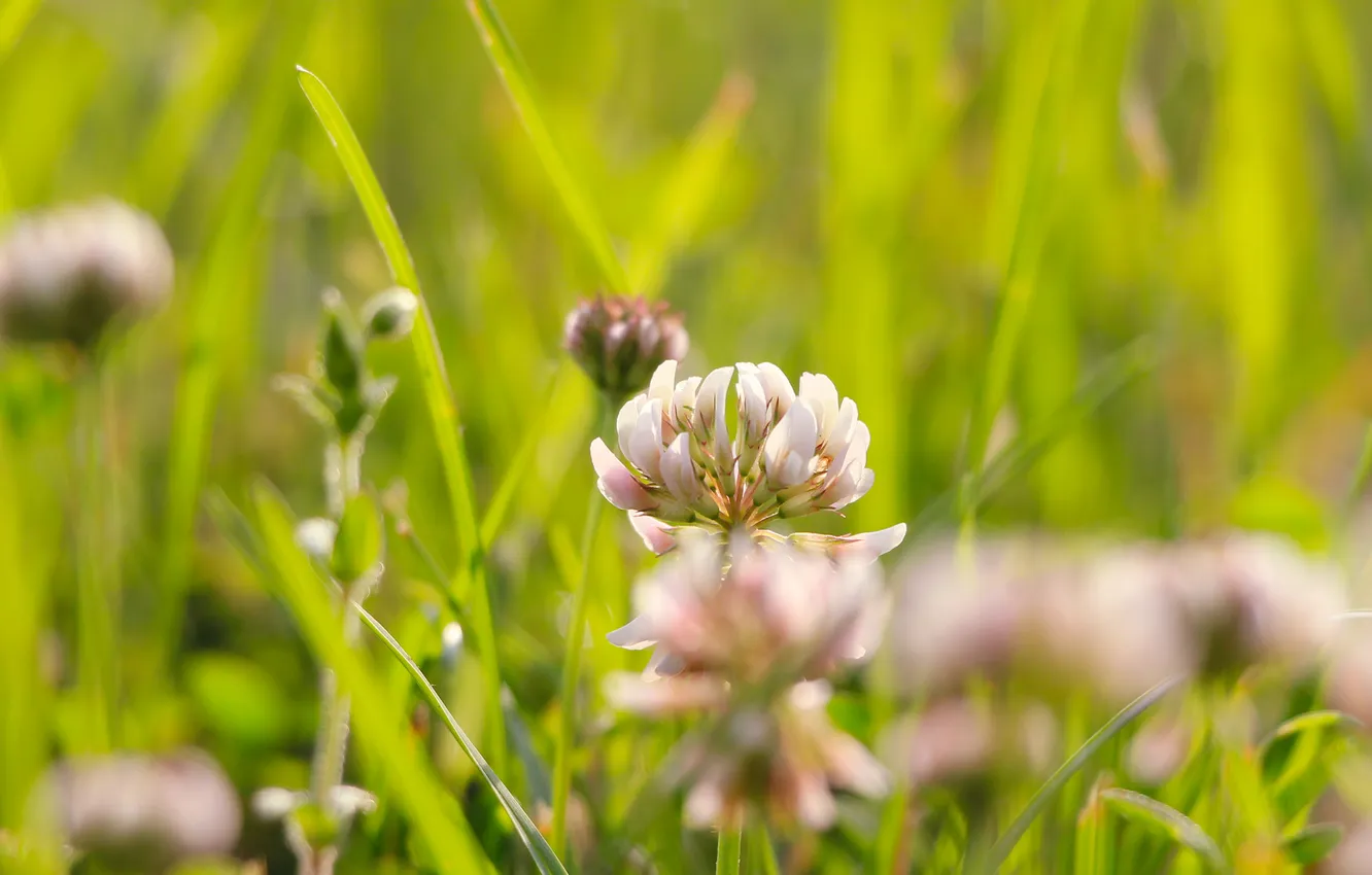 Фото обои flower, clover, blooming