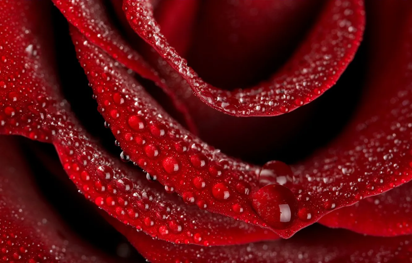 Фото обои капли, красный, роза