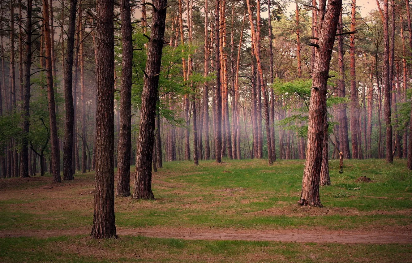 Фото обои лес, деревья, сосны