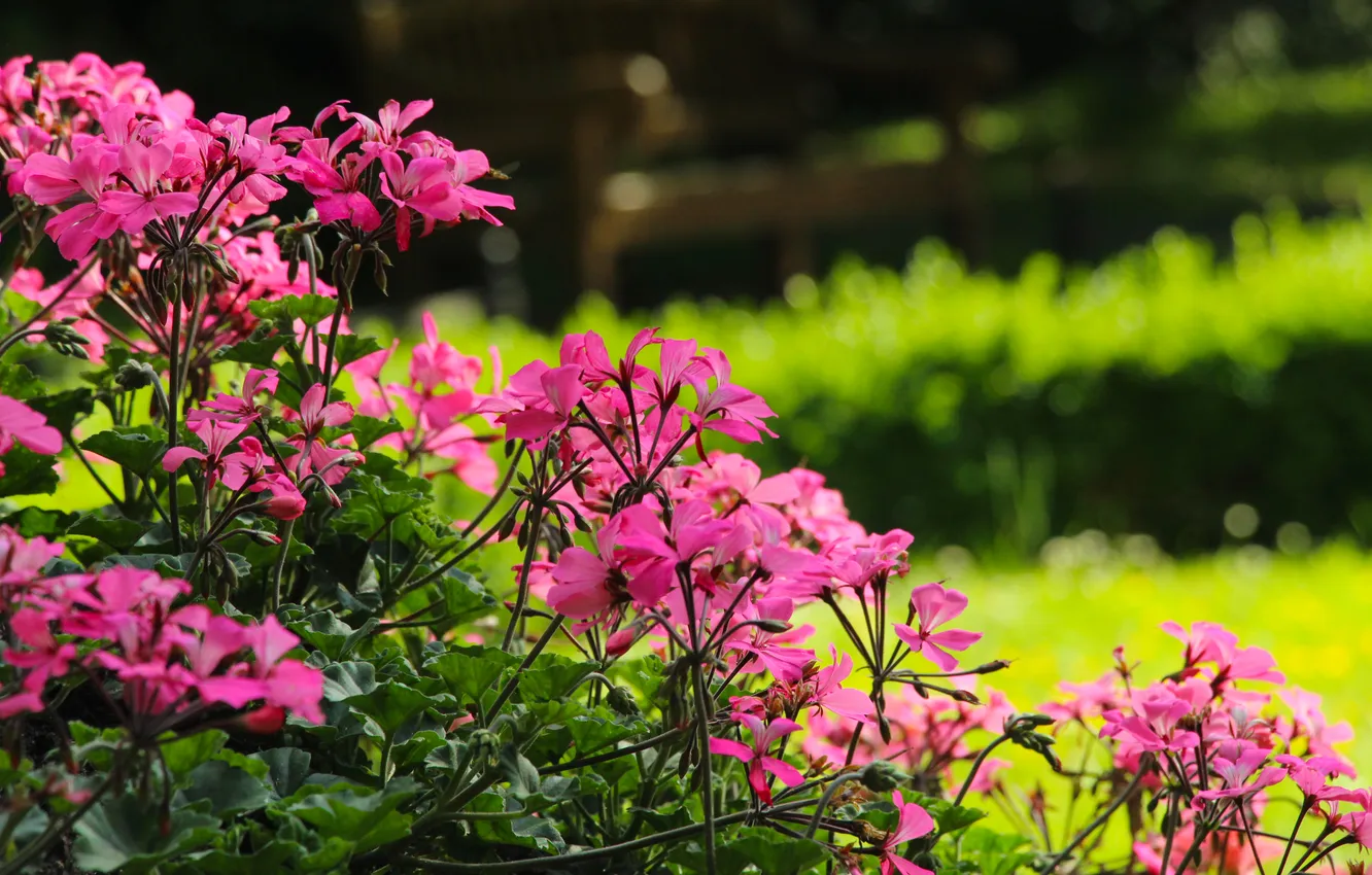 Фото обои pink, garden, blooming