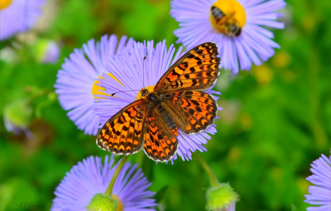 Фото обои Макро, Бабочка, Macro, Butterfly, Сиреневые цветы