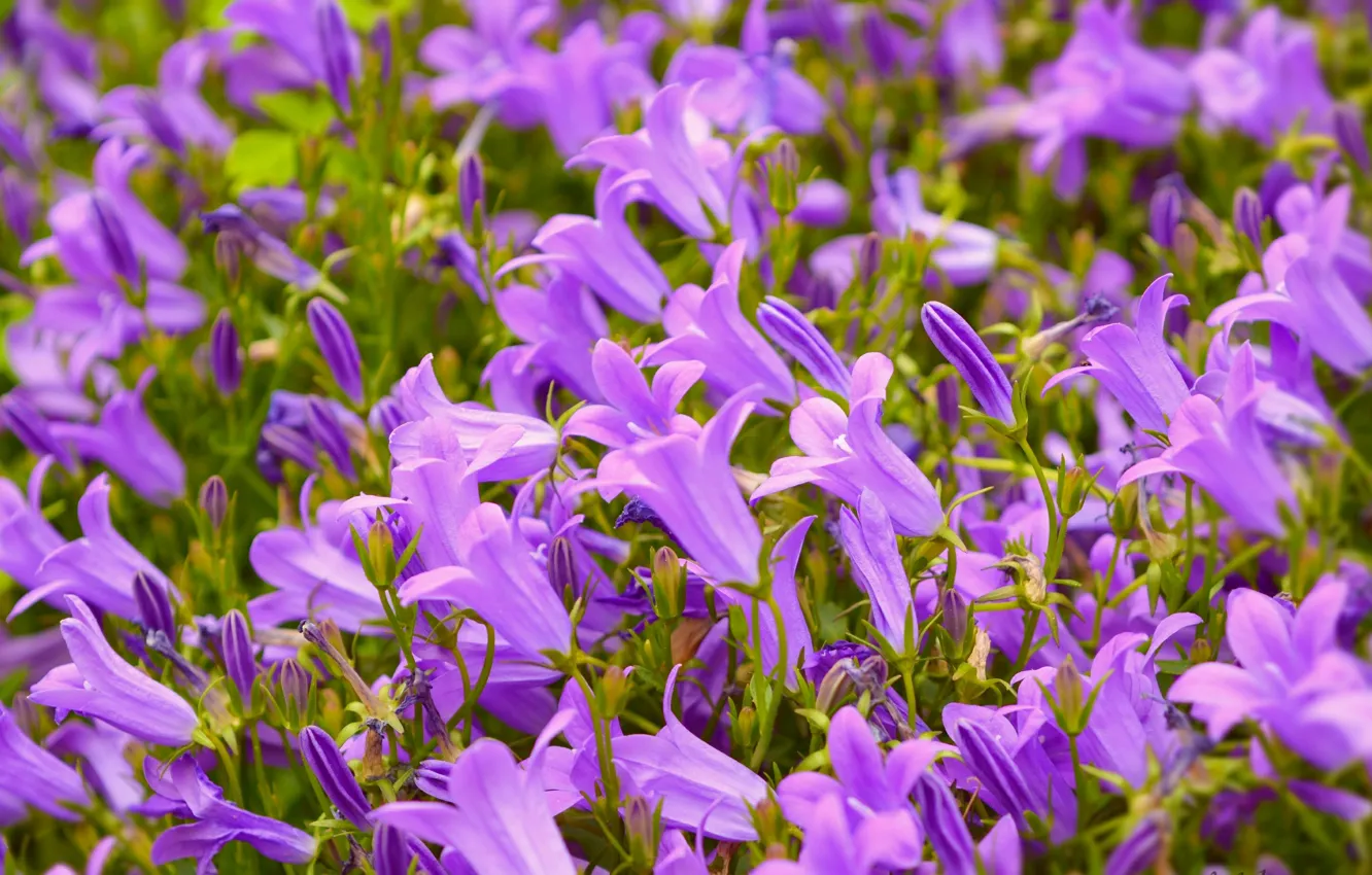 Фото обои Весна, Колокольчики, Spring, Purple flowers