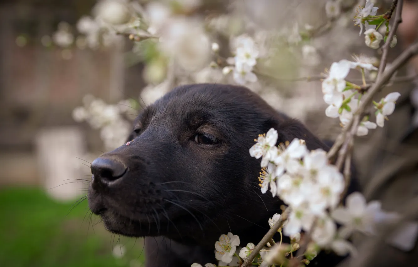 Фото обои взгляд, цветы, черный, портрет, собака, размытие, ветка, весна