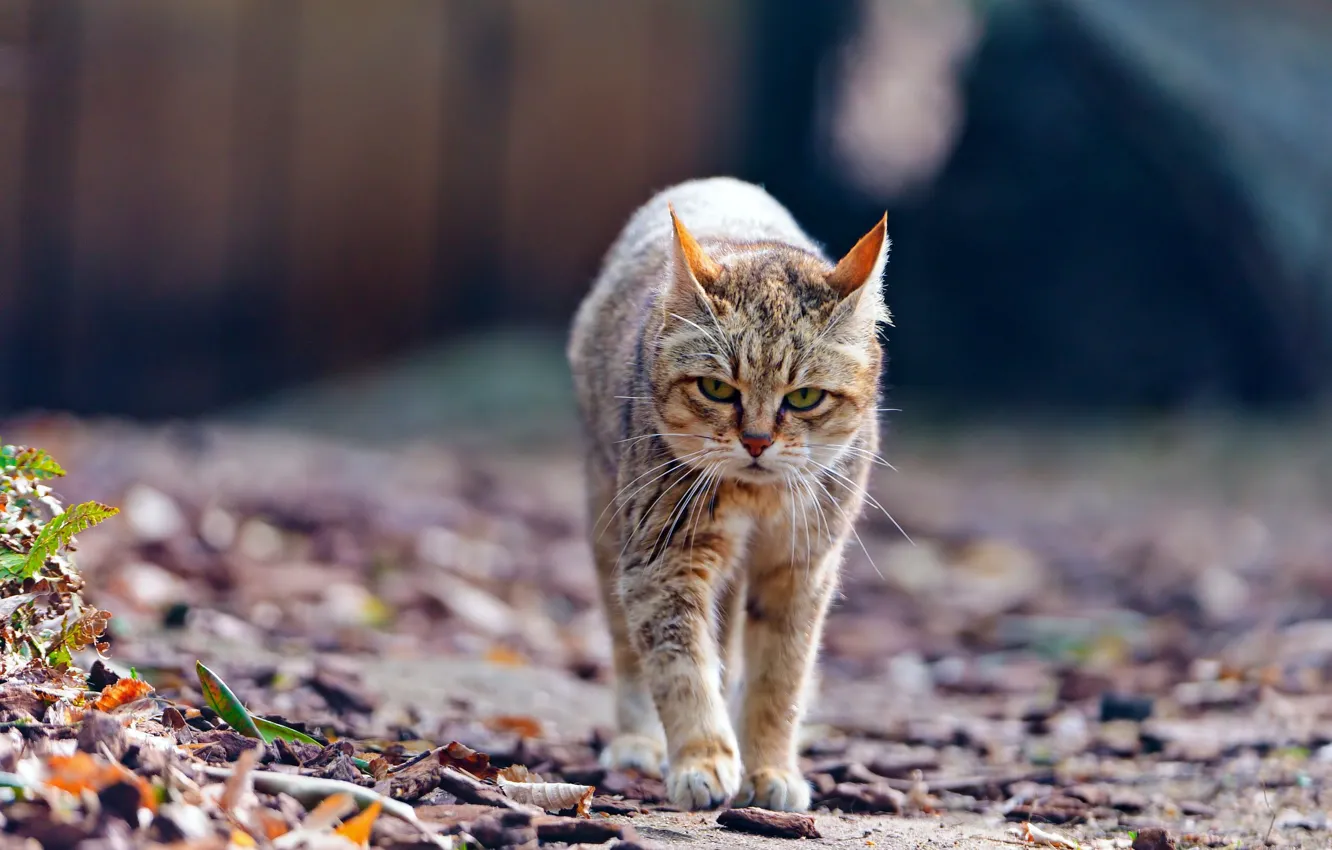 Фото обои листья, дикая кошка, wildcat