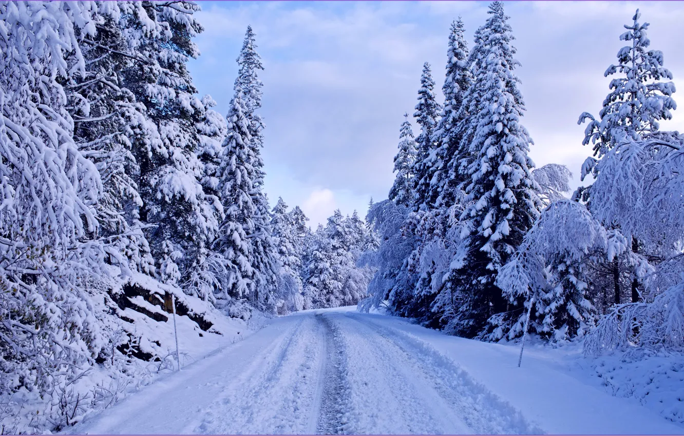 Фото обои зима, дорога, лес, снег, деревья, синева, ели