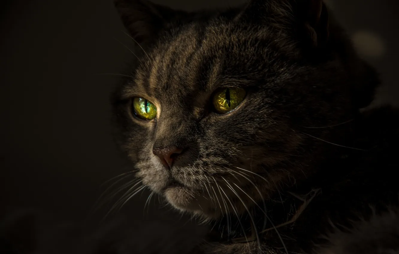 Фото обои усы, взгляд, зеленые глаза, кот. животное