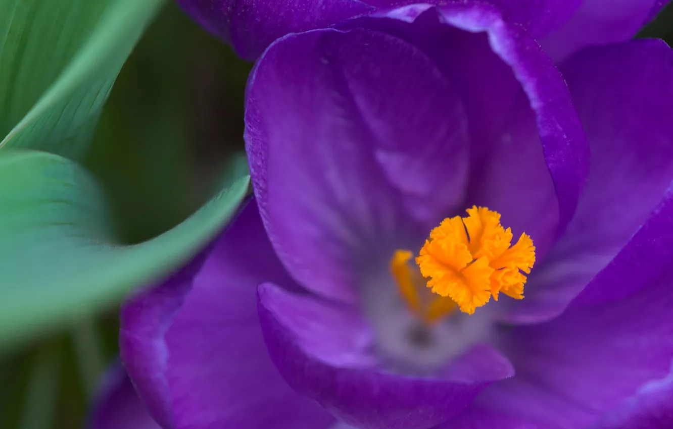 Фото обои цветок, фиолетовый, макро, цветы, весна, первоцвет, Крокус