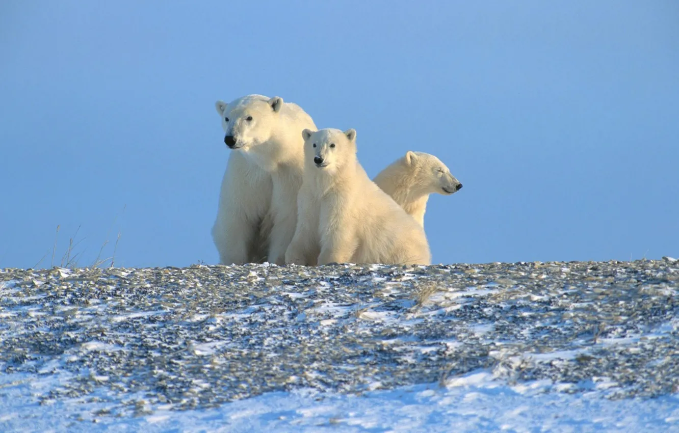 Фото обои белые медведи, Арктика, Север