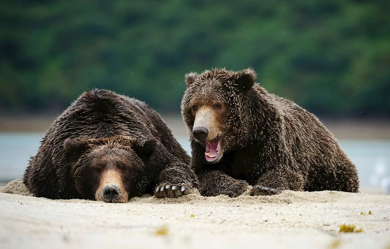 Фото обои хищник, Аляска, бурый медведь