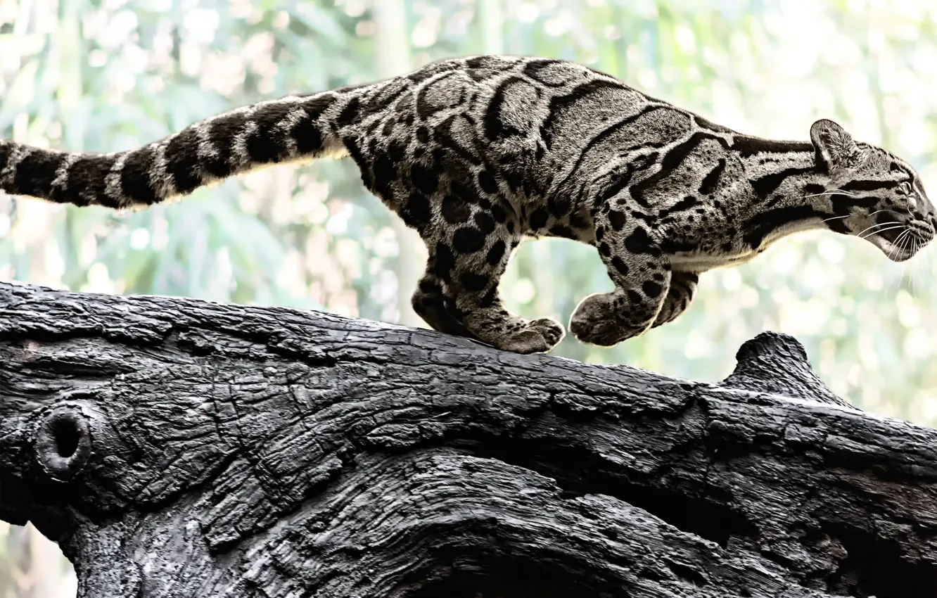 Фото обои природа, хищник, окрас, бревно, дикая кошка, дымчатый леопард