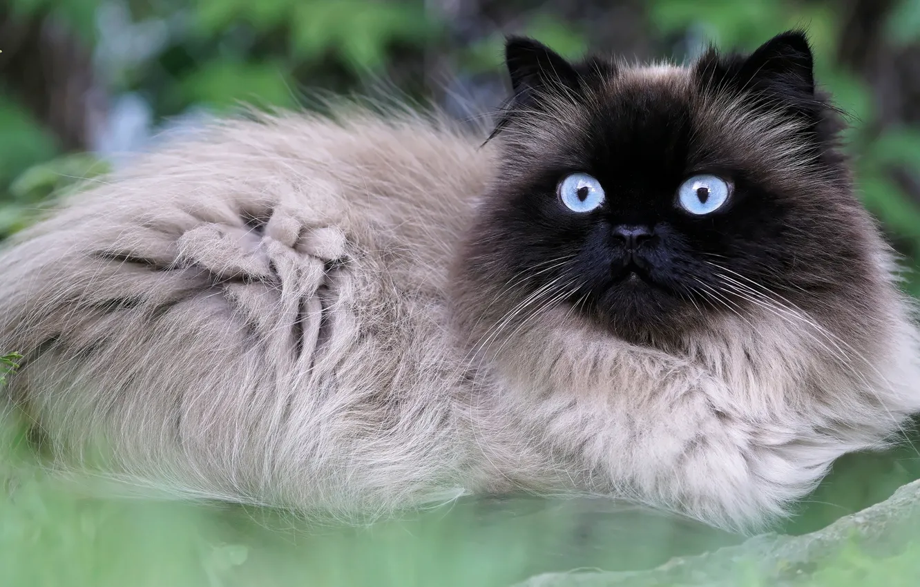 Фото обои кошка, лето, трава, глаза, кот, природа, портрет, голубые