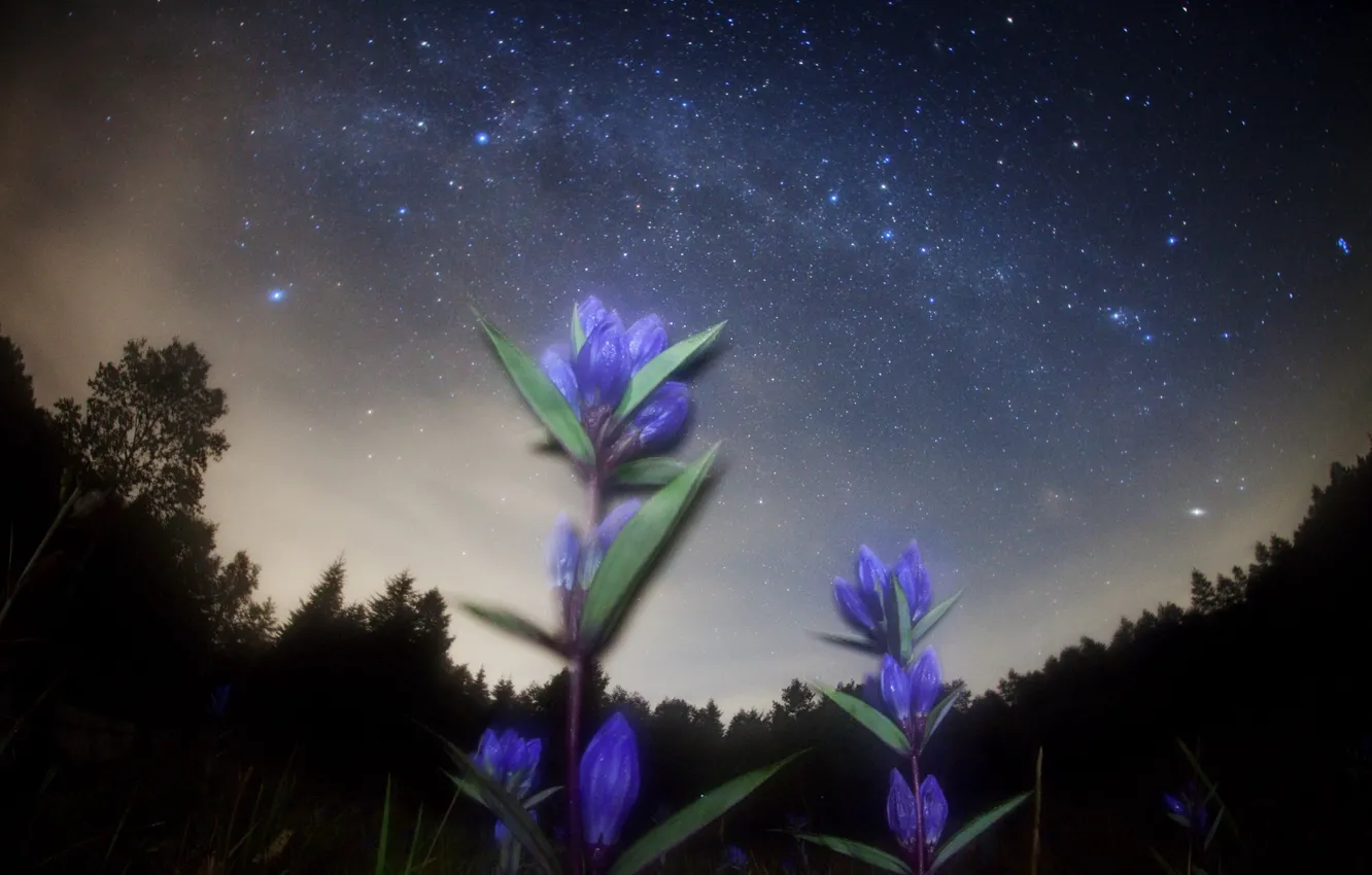 Фото обои космос, звезды, цветы, ночь