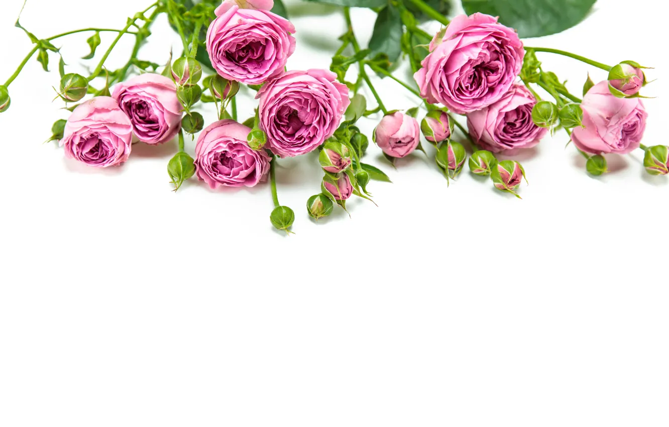 Фото обои цветы, Розы, бутоны