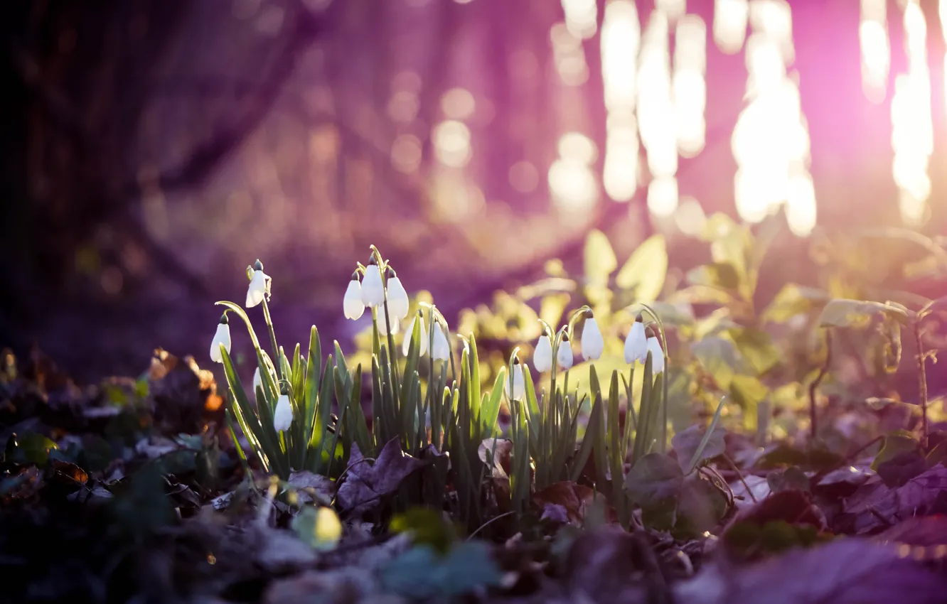 Фото обои весна, подснежники, spring, snowdrop