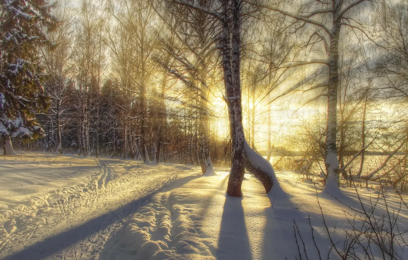 Фото обои зима, снег, деревья, природа, фото, HDR, березы, лучи света