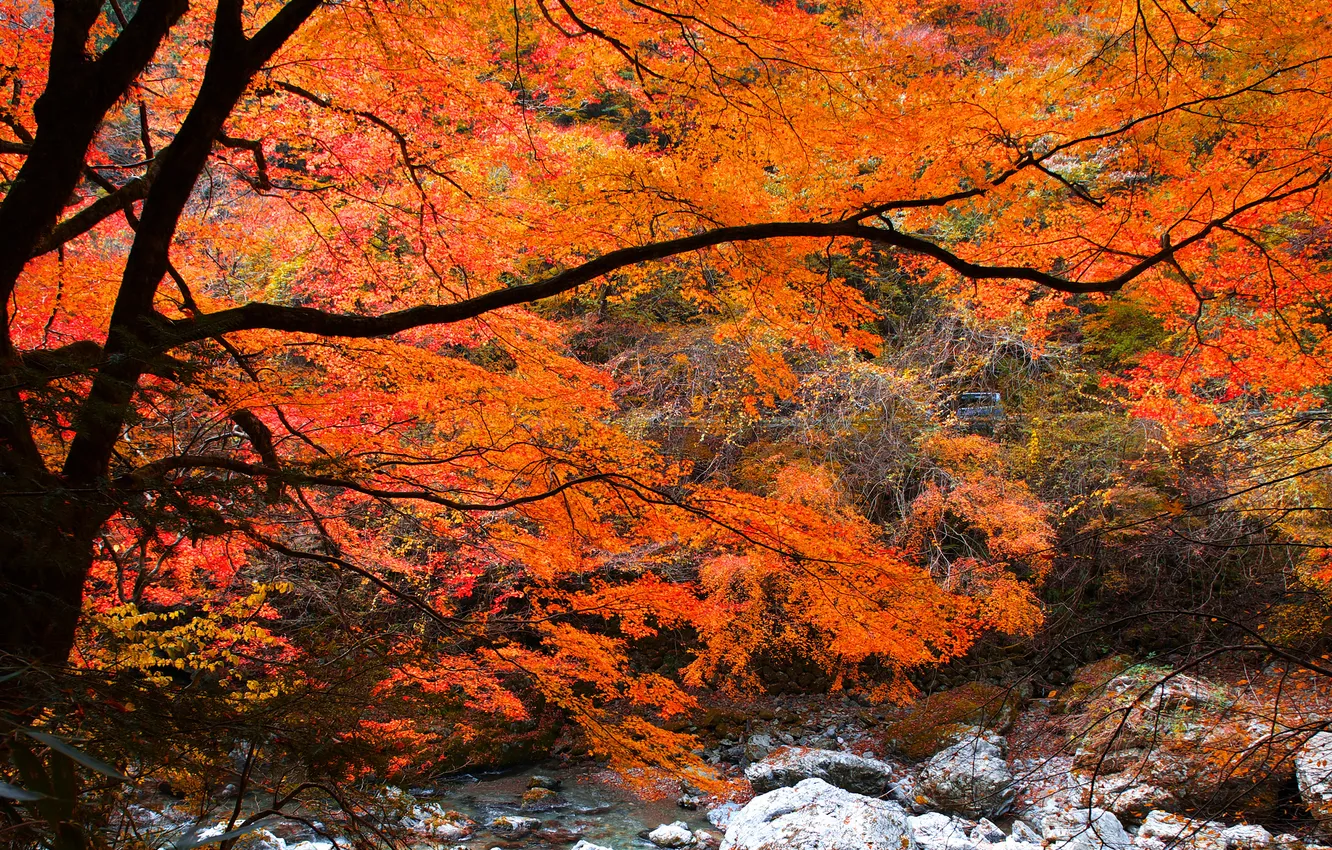 Фото обои осень, лес, листья, река, ручей, камни, дерево