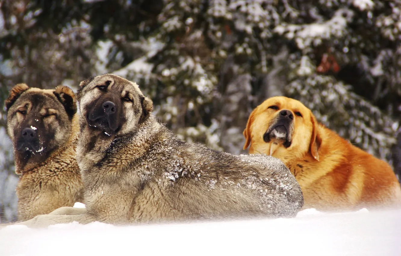 Фото обои зима, собаки, снег