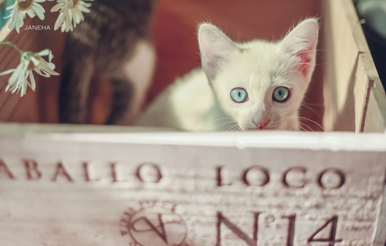 Фото обои взгляд, ромашки, мордочка, котёнок, ящик, голубые глаза, белый котёнок