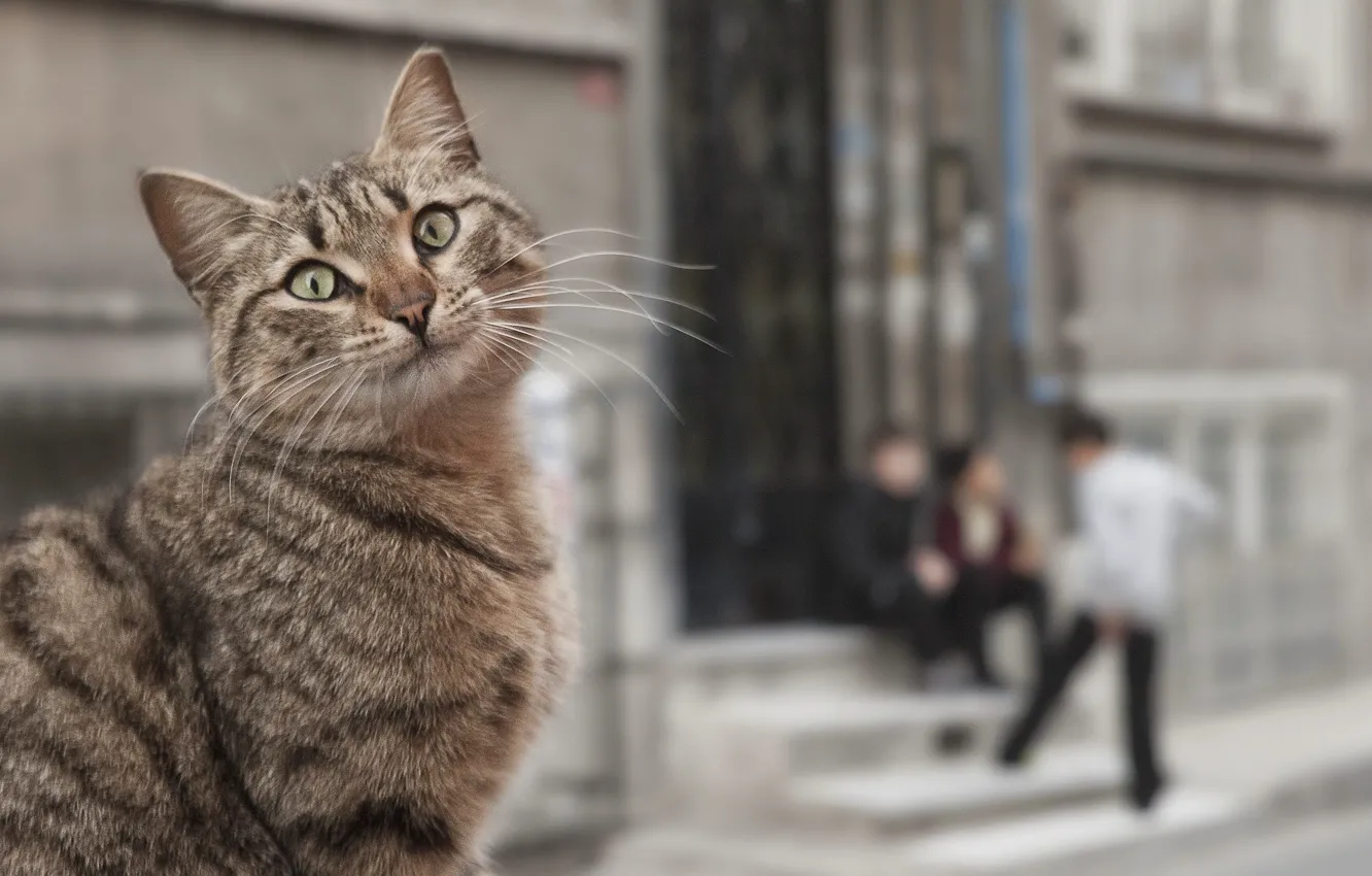 Фото обои cat, street, children, neighborhood