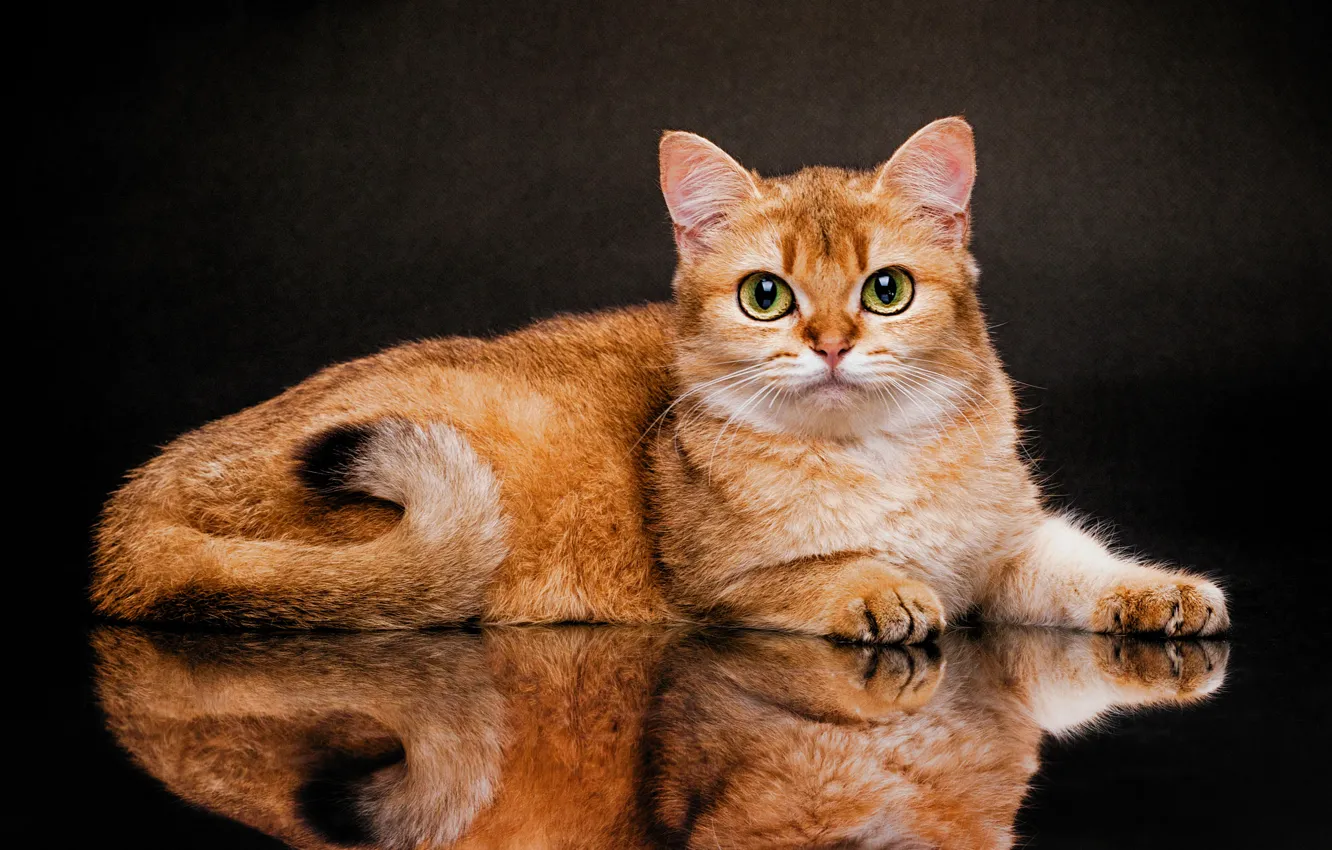 Фото обои кошка, взгляд, отражение, фон, Британская короткошёрстная кошка, Евгений Дёгтев, Золотая Шиншилла