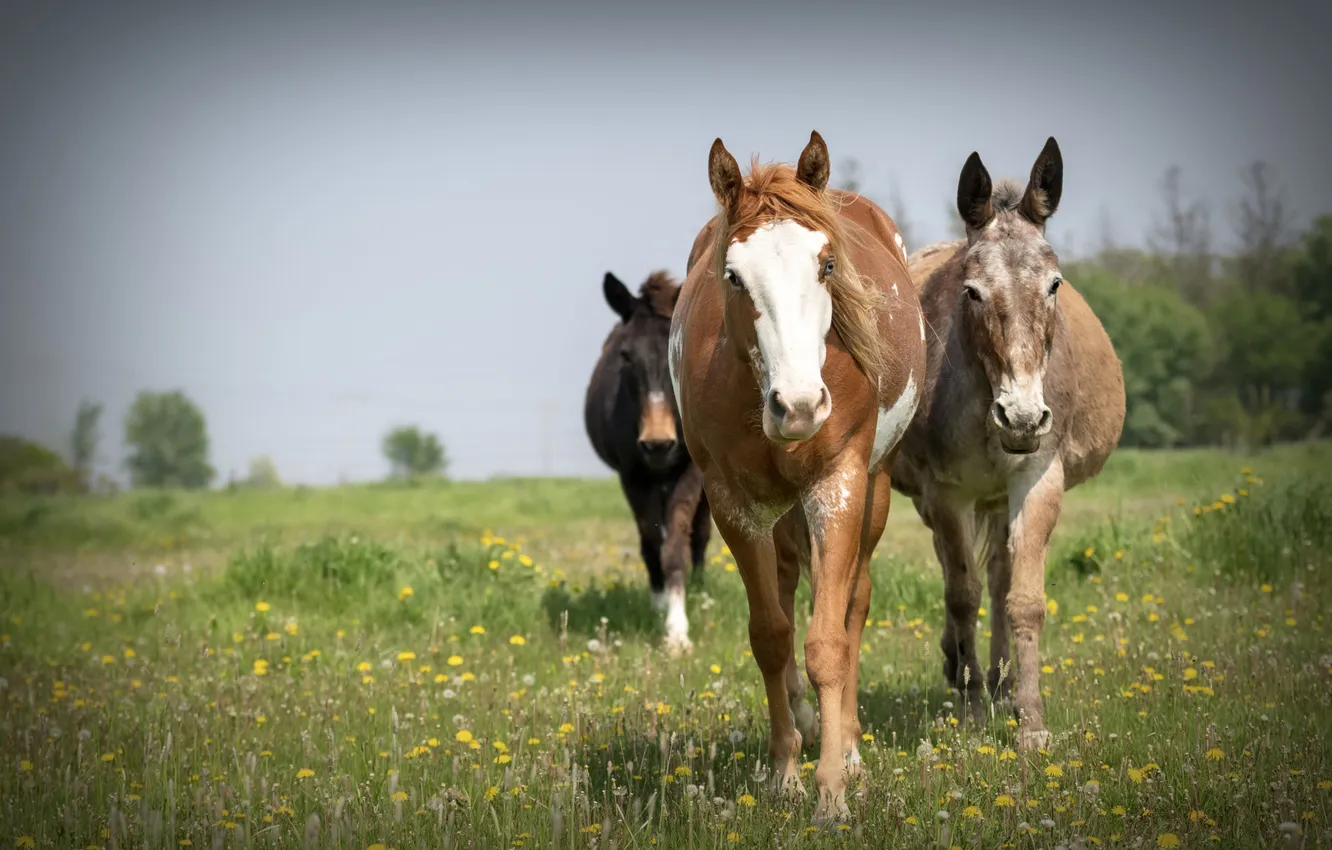 Фото обои поле, конь, лошадь