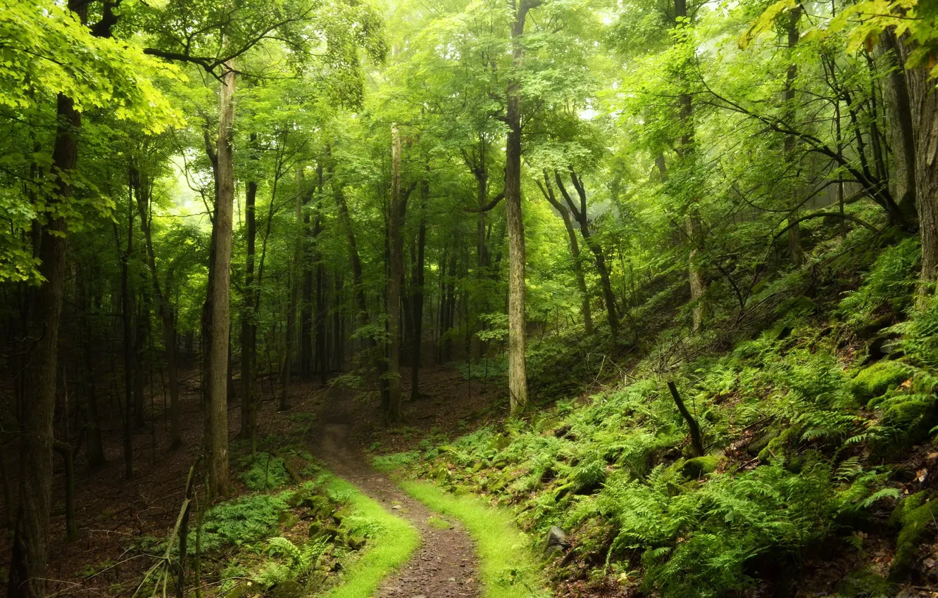 Фото обои дорога, лес, лето, деревья, листва