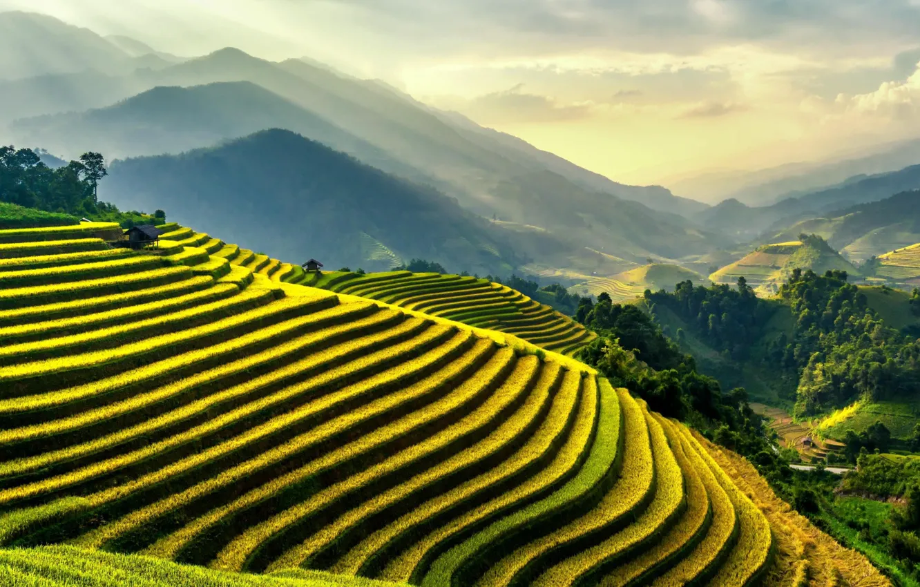 Фото обои Green, Landscape, Rice fields